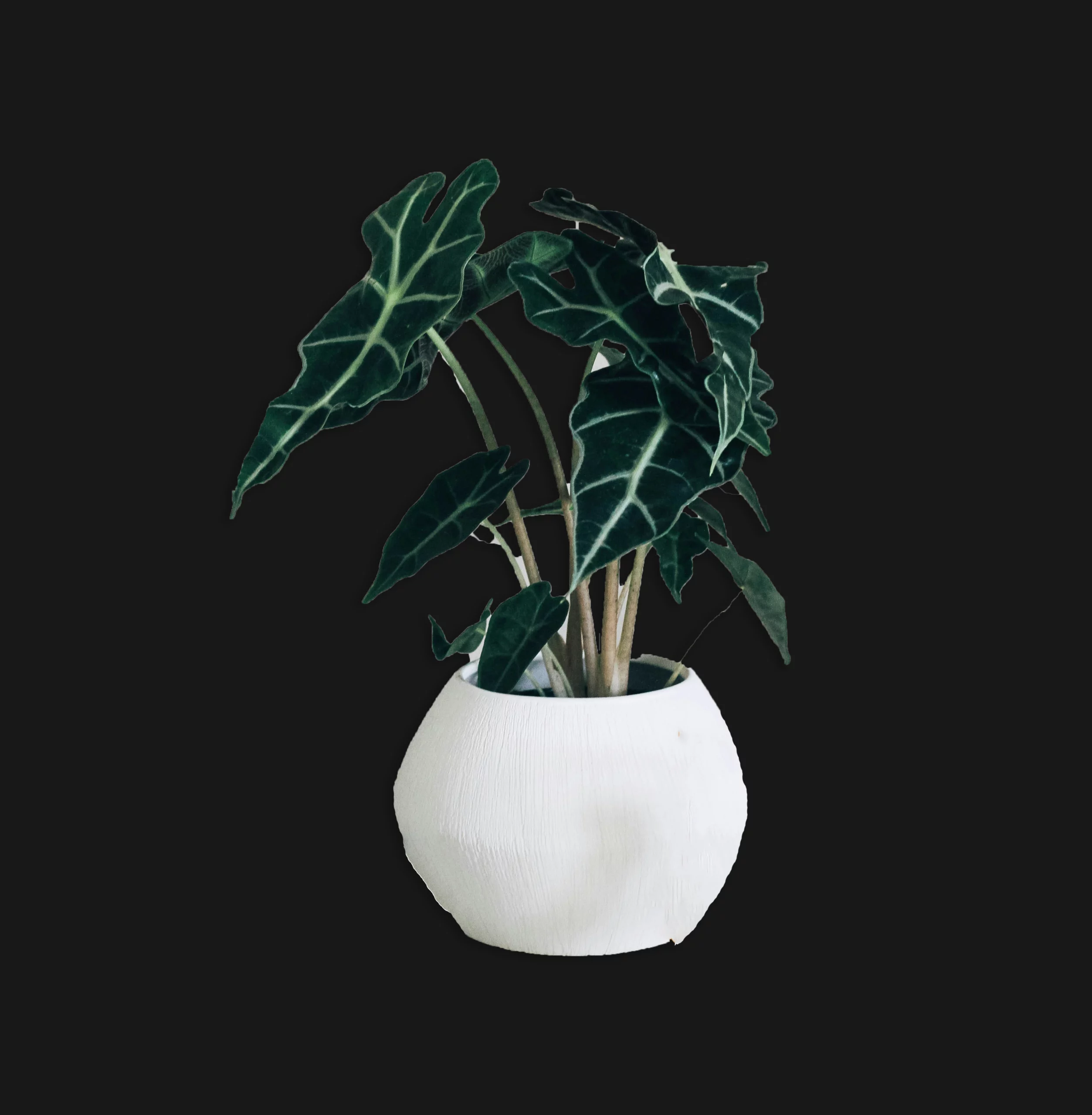 Plante Alocasia Polly avec des feuilles vertes en forme de flèches, bordées de blanc, apportant une touche exotique et spectaculaire à un intérieur lumineux