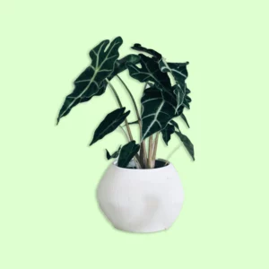Plante Alocasia Polly avec des feuilles vertes en forme de flèches, bordées de blanc, apportant une touche exotique et spectaculaire à un intérieur lumineux