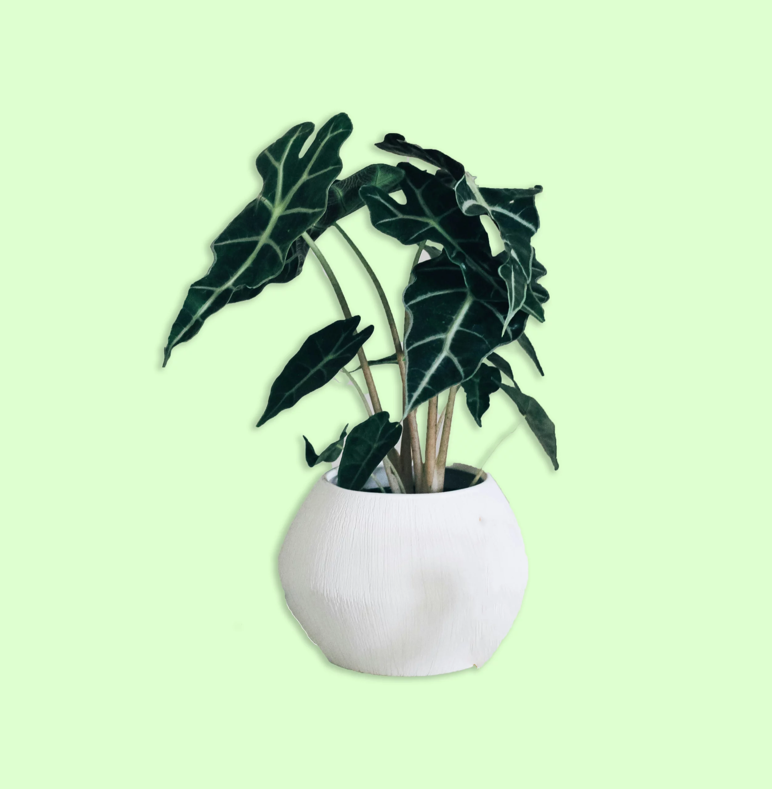 Plante Alocasia Polly avec des feuilles vertes en forme de flèches, bordées de blanc, apportant une touche exotique et spectaculaire à un intérieur lumineux