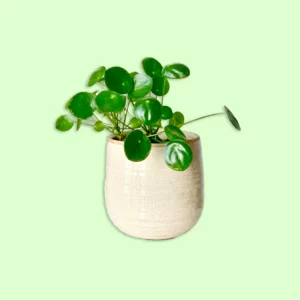 Plante Pilea Peperomioides avec des feuilles rondes et vertes, disposées sur des tiges fines, idéale pour ajouter une touche moderne et originale à un intérieur lumineux.