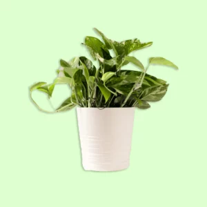 Plante Pothos N'Joy avec des feuilles vertes et blanches marbrées, apportant une touche élégante et rafraîchissante à un espace intérieur lumineux