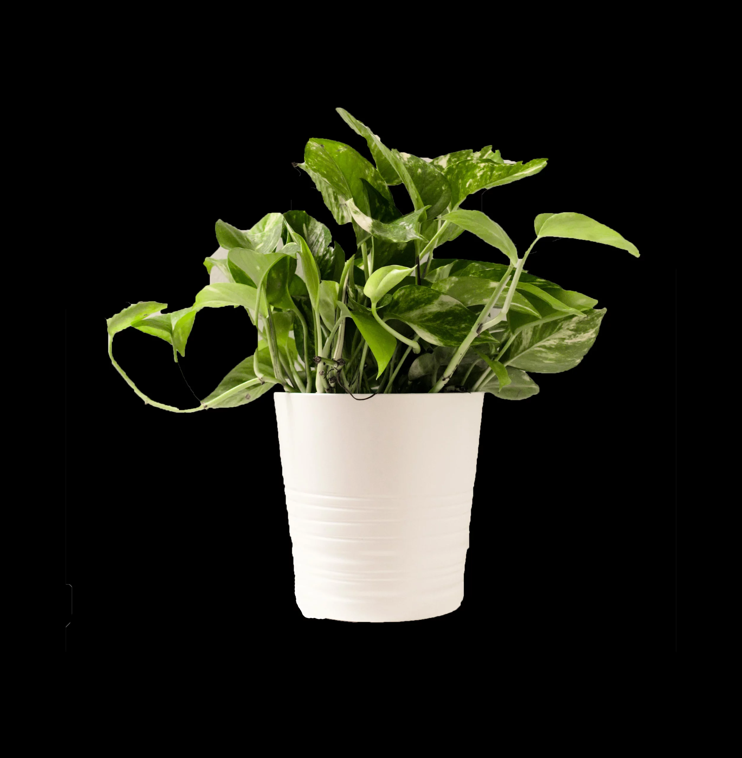 Plante Pothos N'Joy avec des feuilles vertes et blanches marbrées, apportant une touche élégante et rafraîchissante à un espace intérieur lumineux