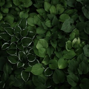 Plantes d'extérieur avec feuillage dense dans une lumière sombre, créant une atmosphère naturelle et mystérieuse.