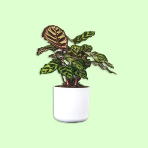 Plante Calathea Makoyana avec des feuilles décoratives en forme de peigne, vertes et argentées, parfaites pour ajouter une touche élégante et exotique à un intérieur ou espace extérieur.