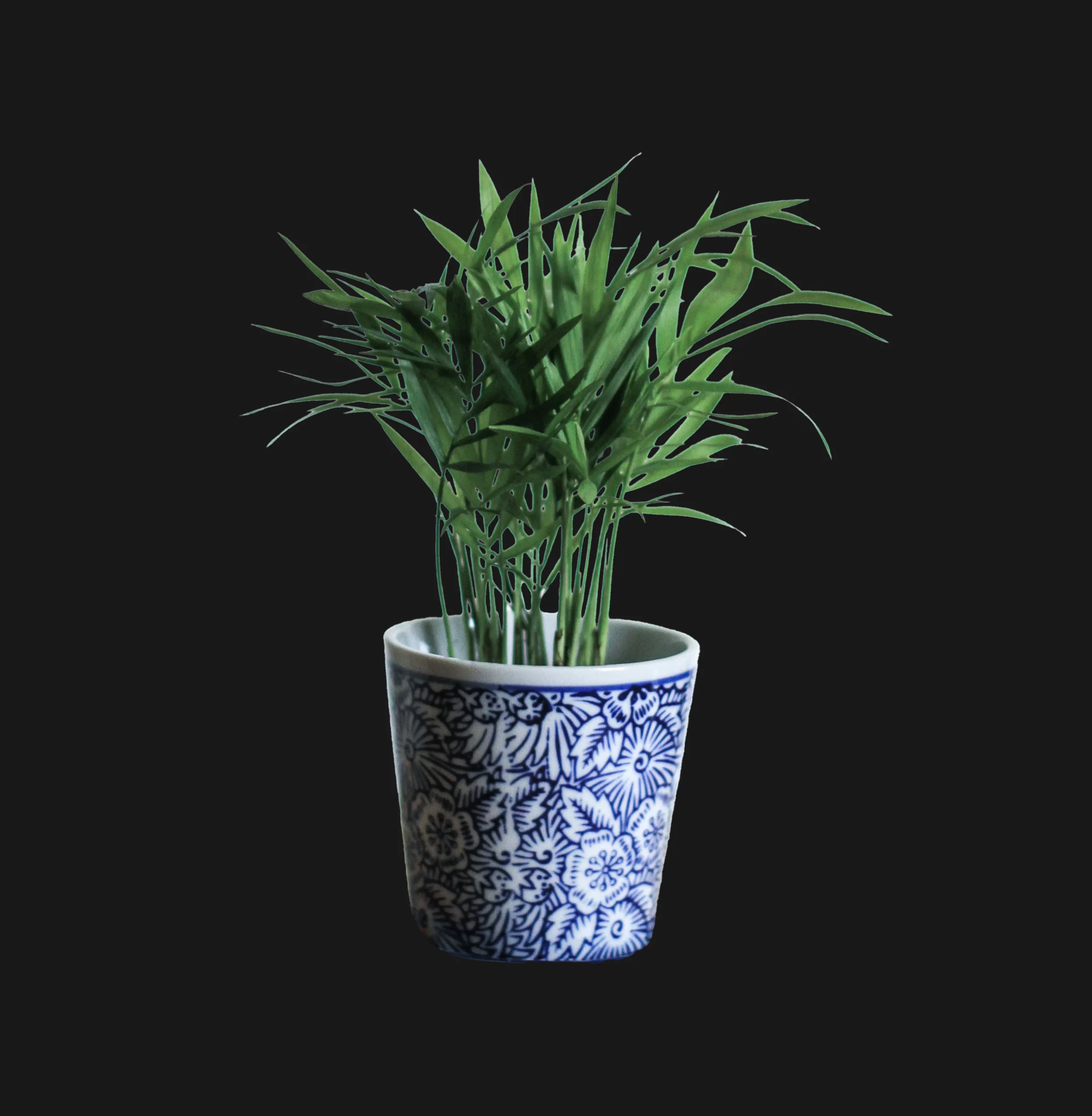 Plante d'intérieur Chamaedorea Elegans avec de fines feuilles vertes et élégantes, idéale pour ajouter une touche de verdure subtile dans un espace lumineux