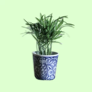 Plante d'intérieur Chamaedorea Elegans avec de fines feuilles vertes et élégantes, idéale pour ajouter une touche de verdure subtile dans un espace lumineux