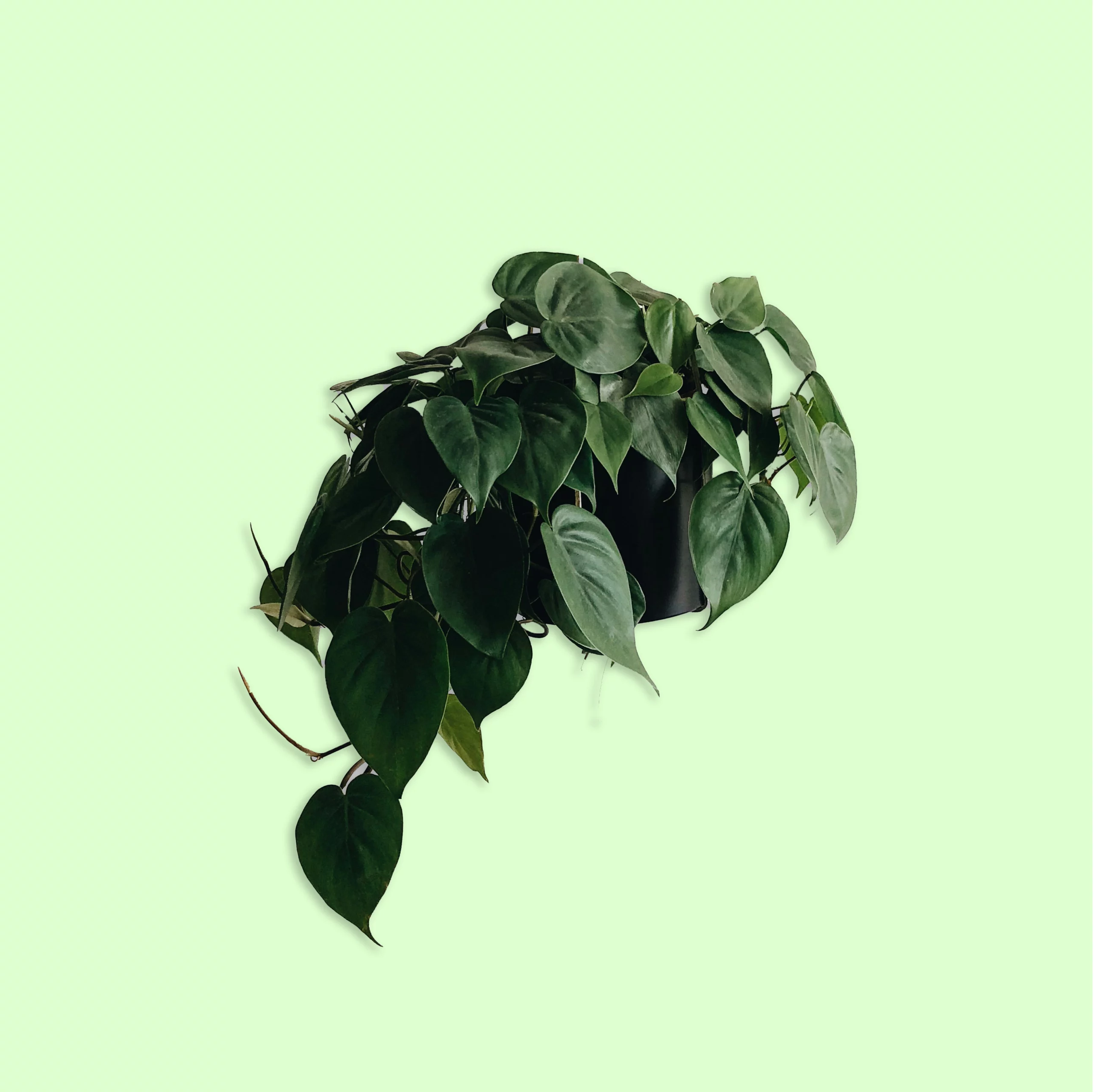 Plante Philodendron Cordatum avec des feuilles en forme de cœur, vertes et luxuriantes, idéale pour apporter une touche tropicale et verdoyante à un espace intérieur ou extérieur.