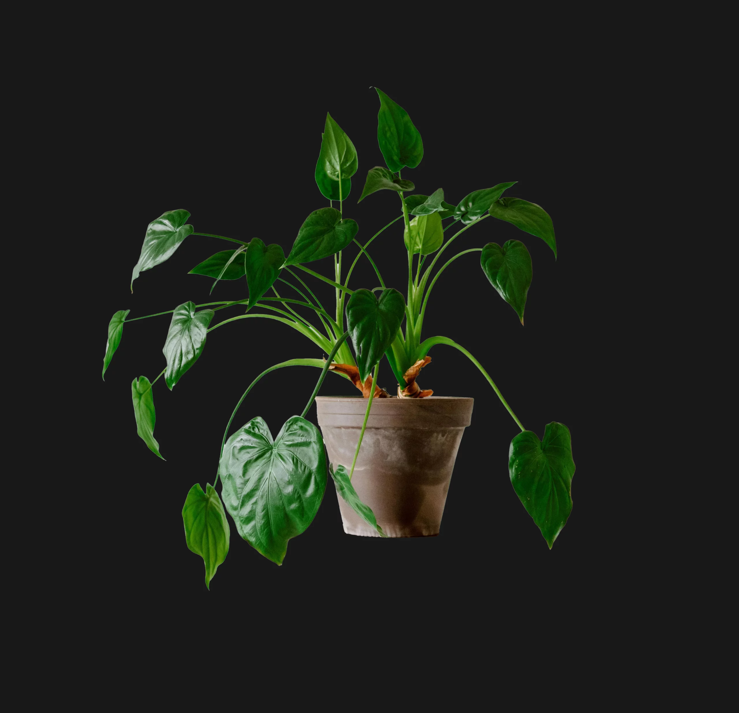 Plante Alocasia Cucullata avec de grandes feuilles vertes en forme de cœur, apportant une ambiance tropicale à un jardin ou un espace extérieur.