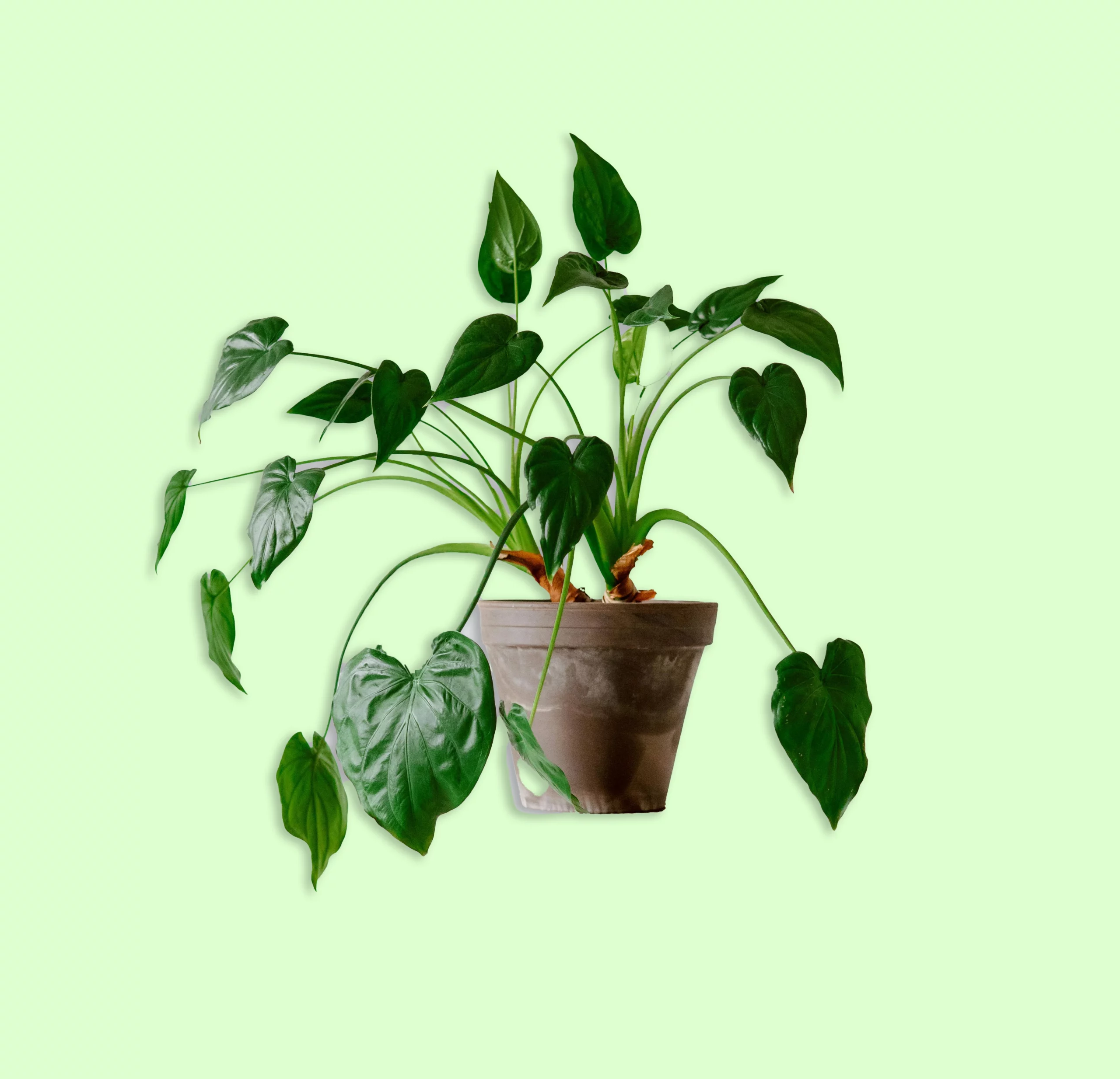 Plante Alocasia Cucullata avec de grandes feuilles vertes en forme de cœur, apportant une ambiance tropicale à un jardin ou un espace extérieur.