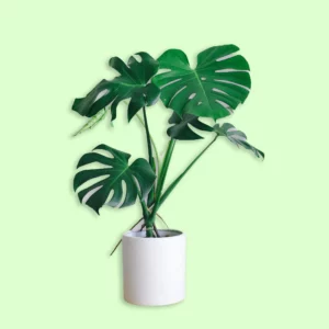 Plante Monstera Deliciosa avec de grandes feuilles vertes perforées, apportant une touche tropicale et élégante à un espace extérieur