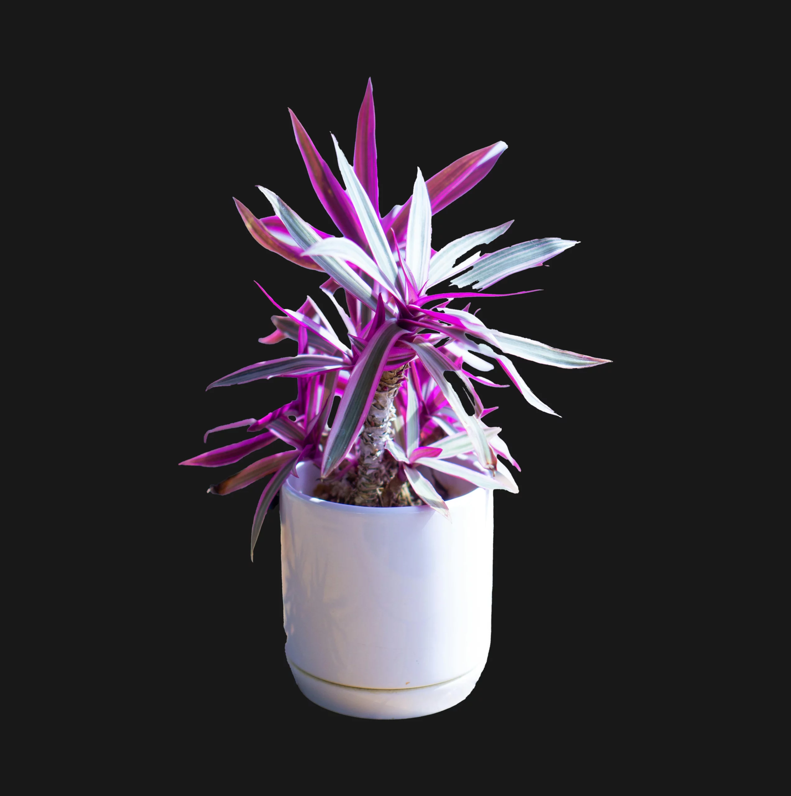 Plante Tradescantia Spathacea avec des feuilles longues et pointues, vert foncé sur le dessus et pourpre en dessous, idéale pour apporter une touche de couleur à un espace extérieur.