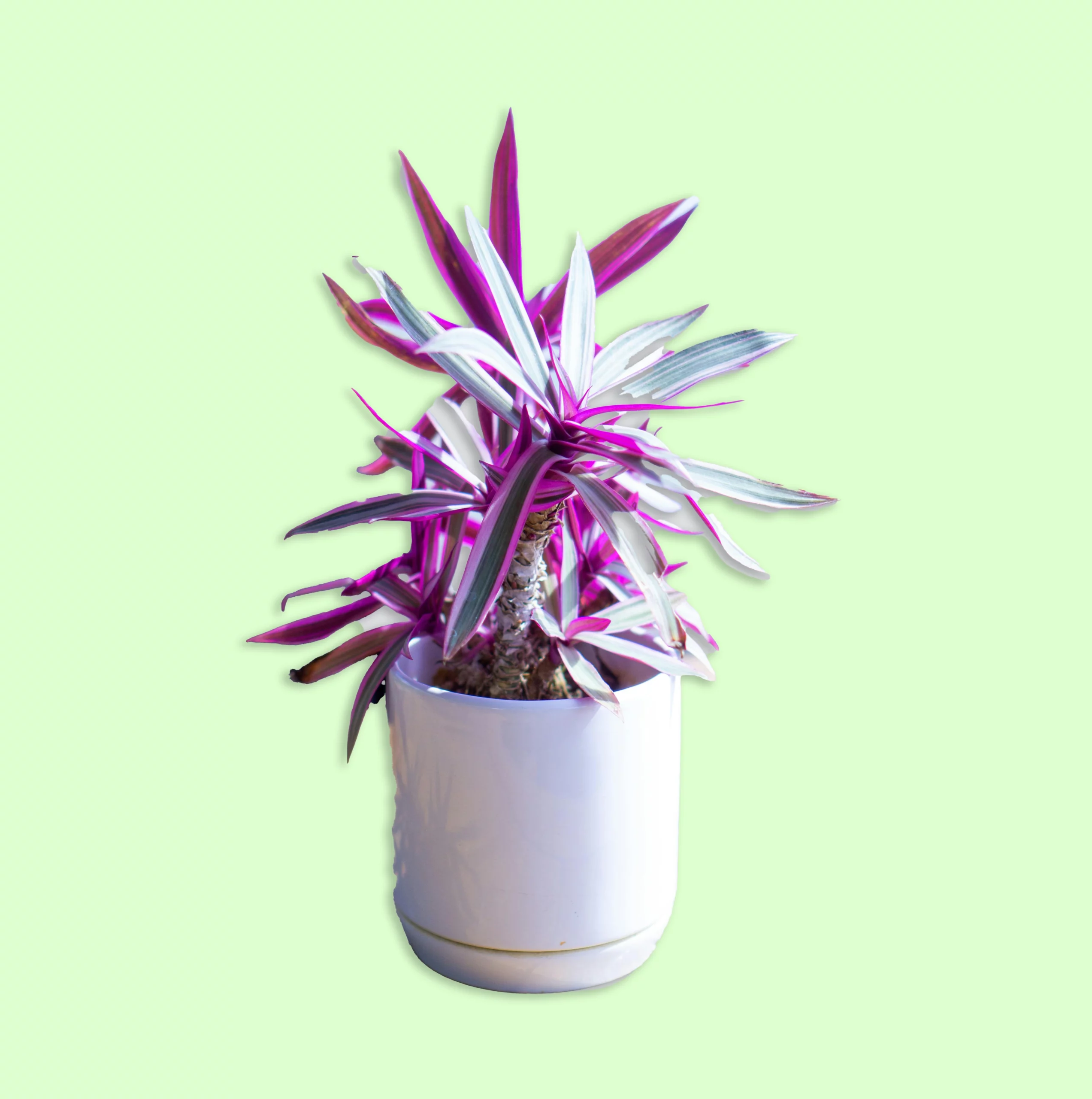 Plante Tradescantia Spathacea avec des feuilles longues et pointues, vert foncé sur le dessus et pourpre en dessous, idéale pour apporter une touche de couleur à un espace extérieur.