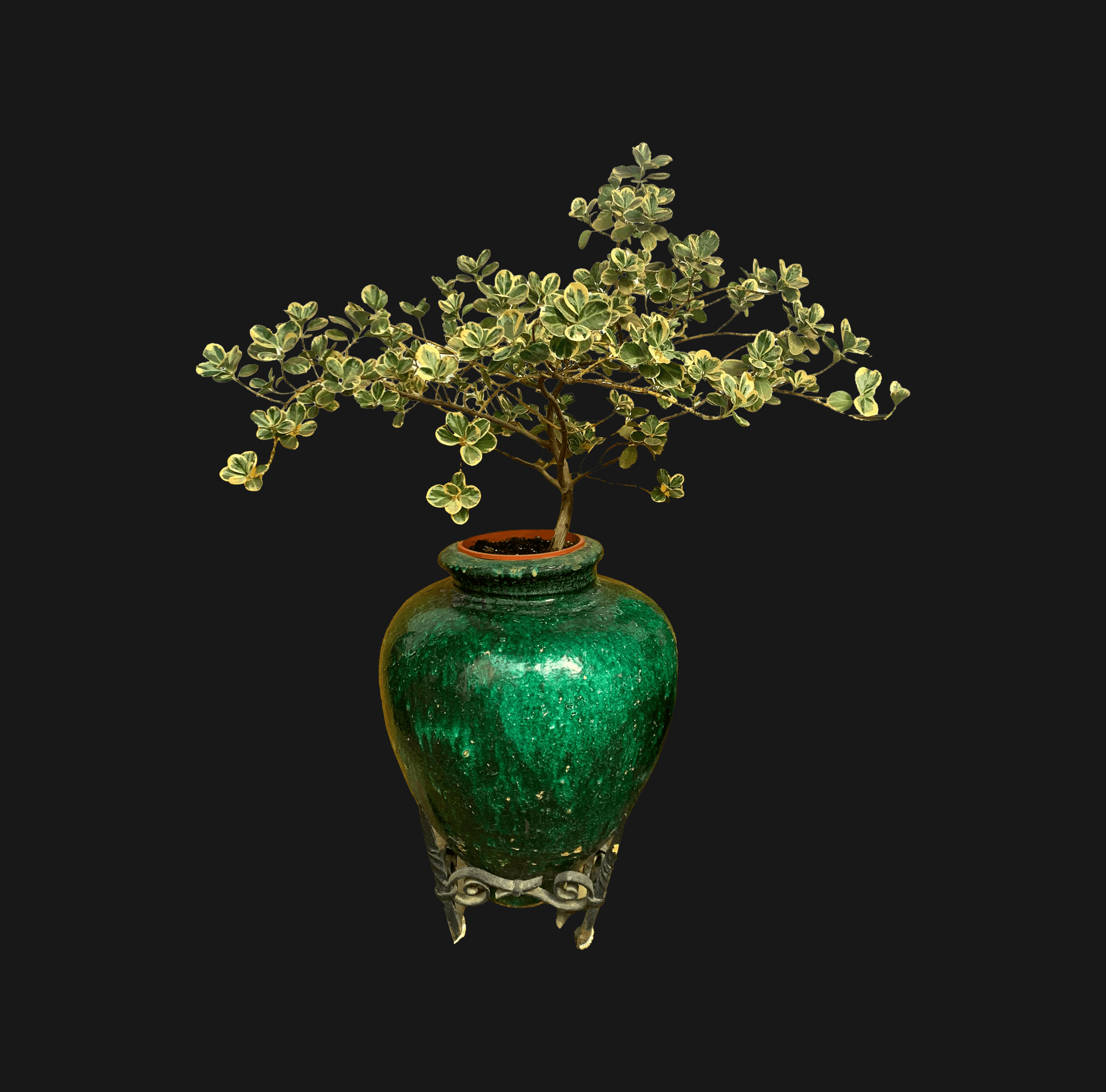 Bonsaï Ficus Triangularis Variegata avec des feuilles en forme de triangle, vertes et bordées de blanc, dans un pot décoratif.