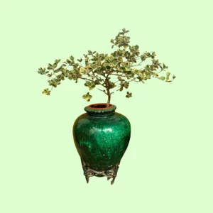 Bonsaï Ficus Triangularis Variegata avec des feuilles en forme de triangle, vertes et bordées de blanc, dans un pot décoratif.