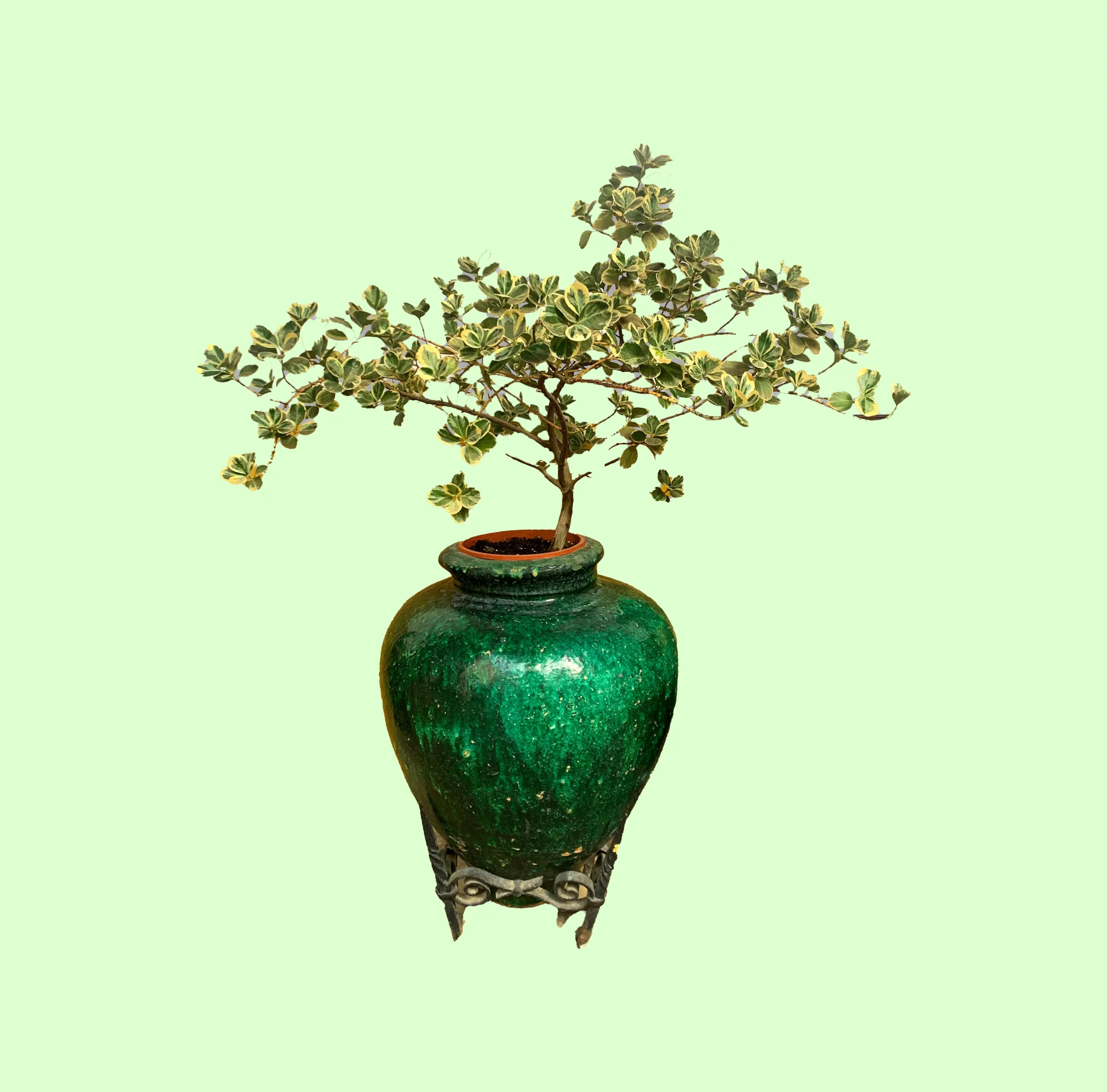 Bonsaï Ficus Triangularis Variegata avec des feuilles en forme de triangle, vertes et bordées de blanc, dans un pot décoratif.