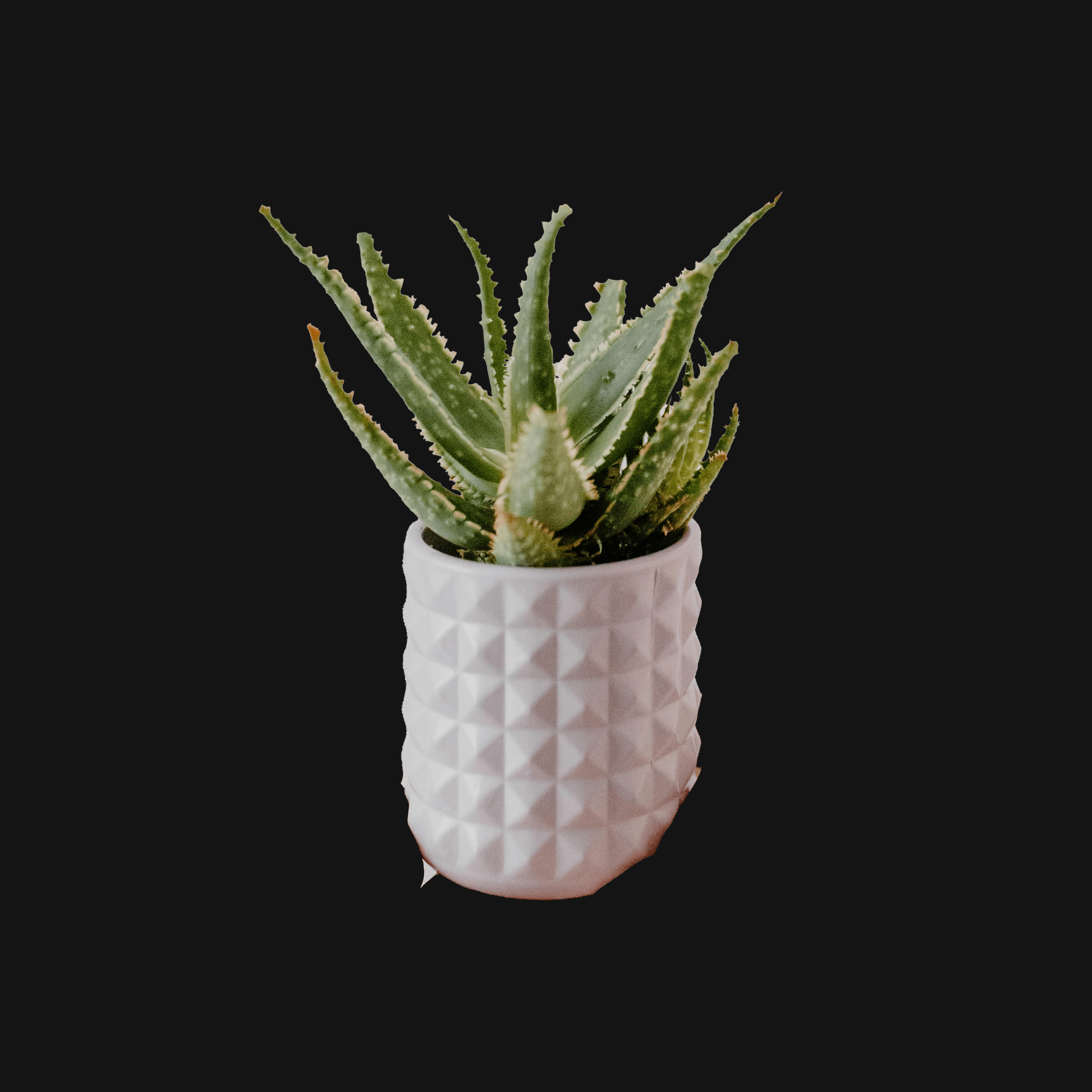 Plante d’extérieur Aloe Vera avec des feuilles épaisses et pointues, de couleur vert tendre, idéale pour ses propriétés apaisantes.