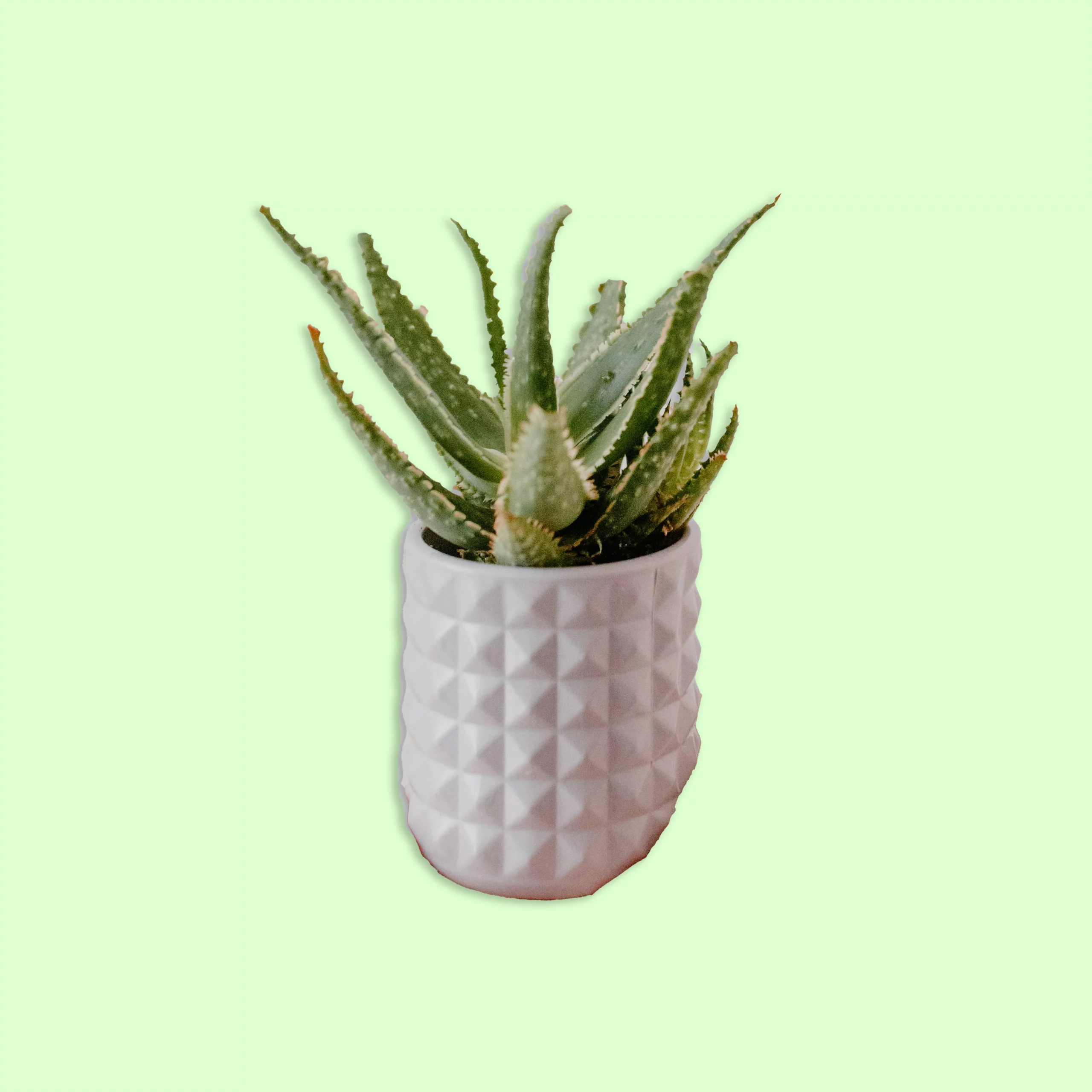 Plante d’extérieur Aloe Vera avec des feuilles épaisses et pointues, de couleur vert tendre, idéale pour ses propriétés apaisantes.