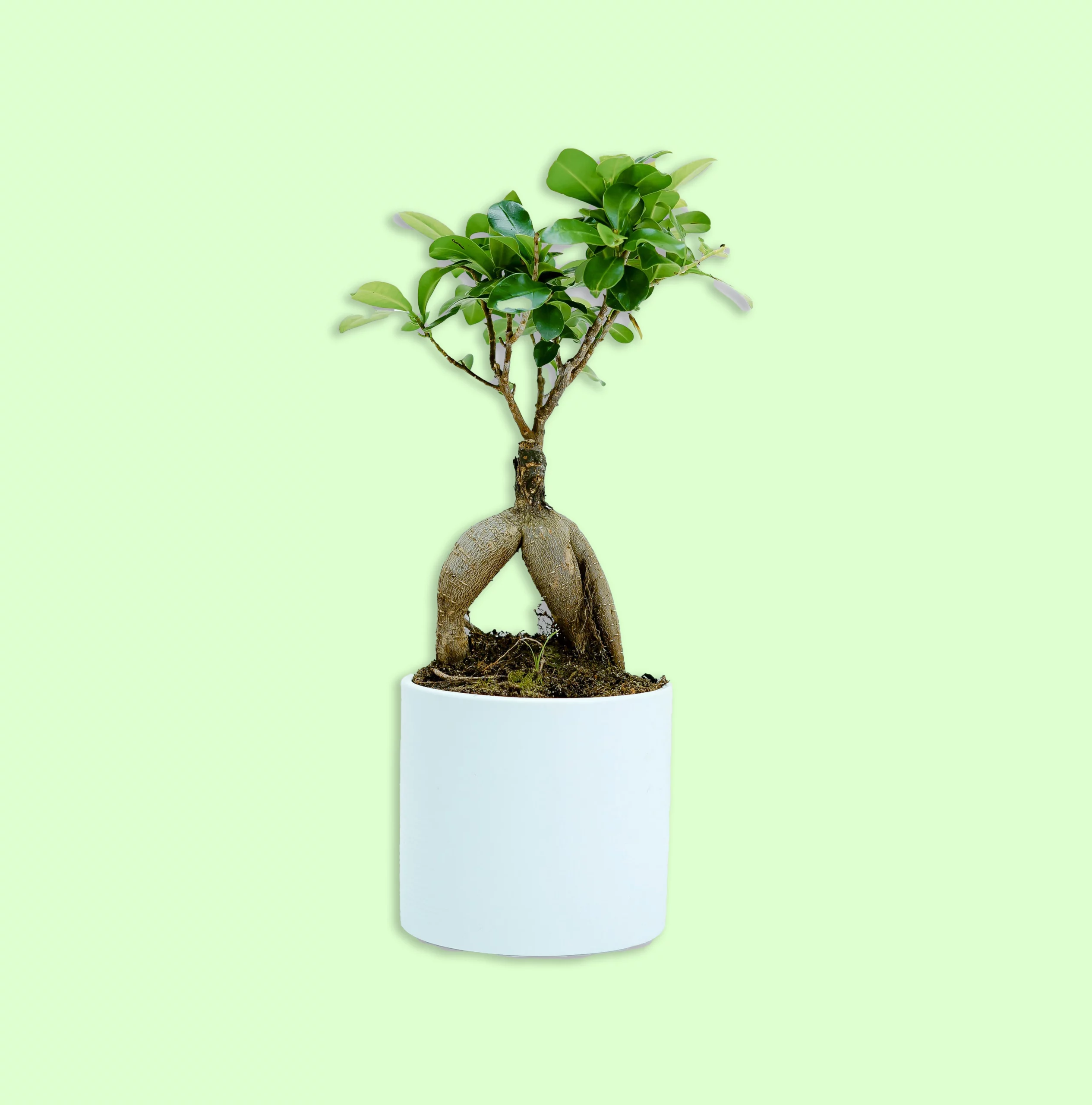 Plante Ficus Taiwaniana avec des feuilles larges et brillantes, de couleur vert foncé, idéale pour ajouter de la luxuriance à un jardin ou un espace extérieur