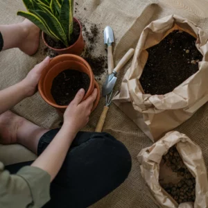 personne qui rempote une plante serpent