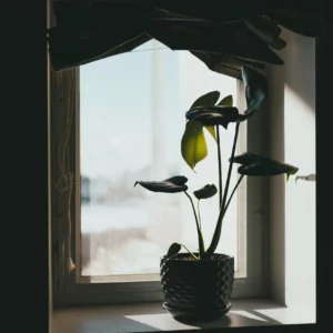photo d'une plante a bord d'une fenêtre