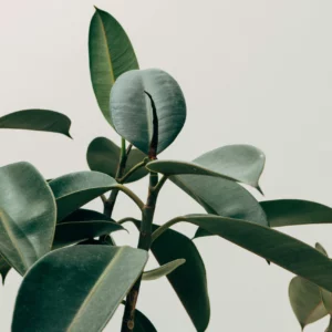 feuille de plantes verte