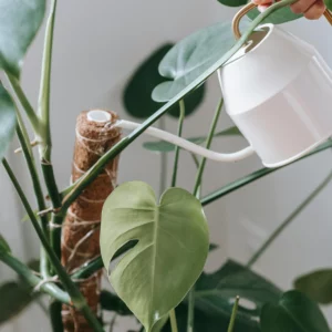 personne qui arrose une plante avec un arrosoir blanc